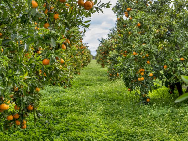 生物有機肥對農作物有哪些影響